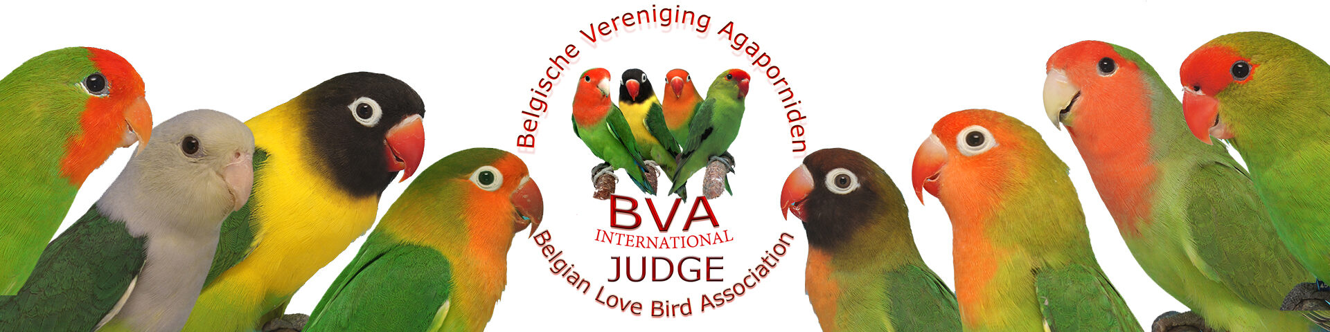 Judges BVA-International